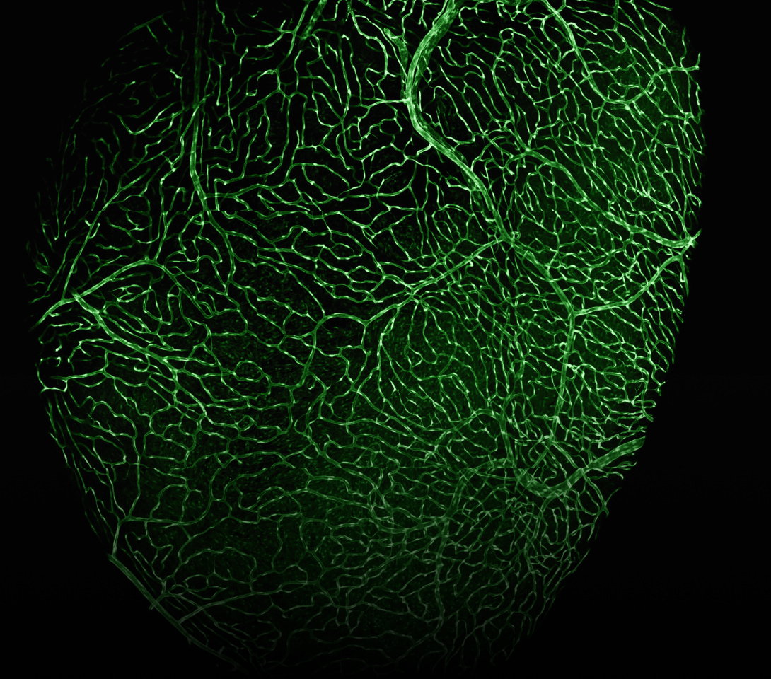 Zebrafish heart