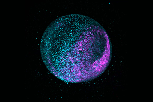 Zebrafish zygote