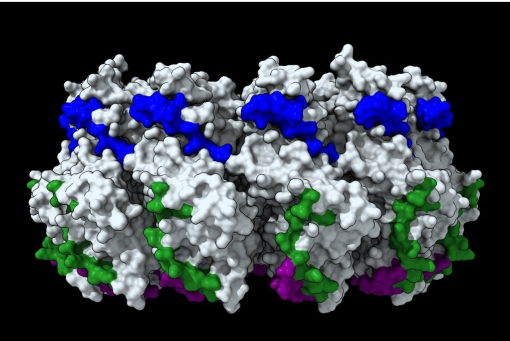 3D model of protein