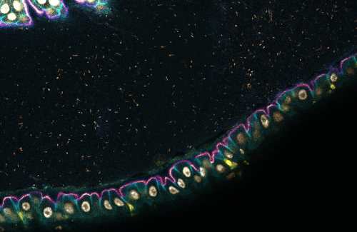 Visual of immune cells and gut microbes of living fruit flies.