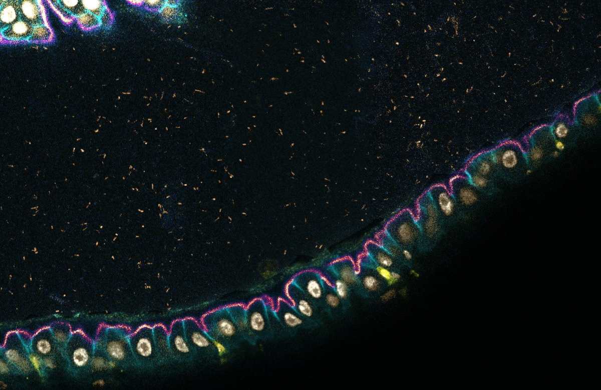 Visual of immune cells and gut microbes of living fruit flies.