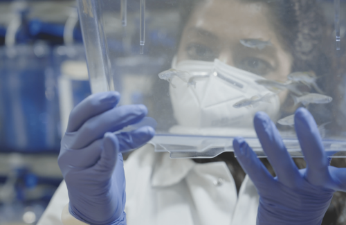 Shruthi VijayKumar, research associate in the Royer Group, was part of a team that developed a robotic fish feeder for the Biohub's zebrafish colony.