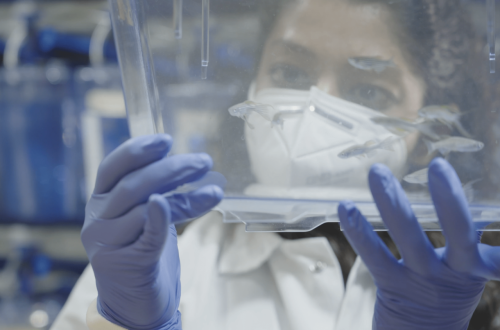 Shruthi VijayKumar, research associate in the Royer Group, was part of a team that developed a robotic fish feeder for the Biohub's zebrafish colony.