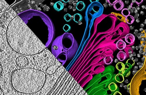 The inner workings of an algal cell depicted with cryo-electron tomography, which aggregates multiple snapshots of a single piece of material. Visible are the endoplasmic reticulum (yellow), Golgi apparatus (green and magenta), and vesicles (multi-colored circles).