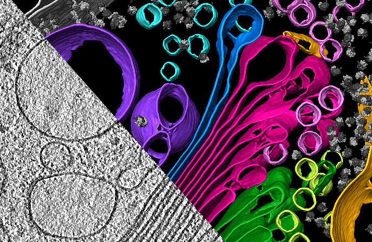 The inner workings of an algal cell depicted with cryo-electron tomography, which aggregates multiple snapshots of a single piece of material. Visible are the endoplasmic reticulum (yellow), Golgi apparatus (green and magenta), and vesicles (multi-colored circles).