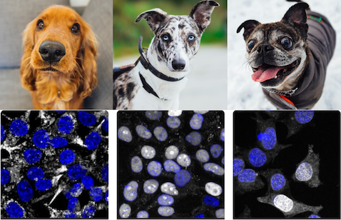 AI learned how to recognize and classify different dog breeds from images. A new machine learning method from CZ Biohub now makes it possible to classify and compare different human proteins from fluorescence microscopy images.