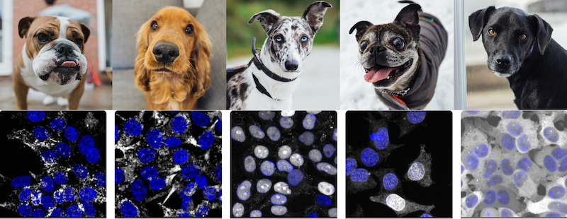 photo collage with a row of dog faces and a row of protein microscopy images