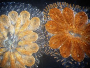 microscopic image of star tunicate colonies