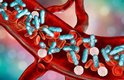 illustration showing rod-shaped bacteria with red blood cells and leukocytes