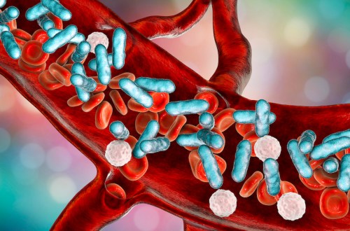 illustration showing rod-shaped bacteria with red blood cells and leukocytes