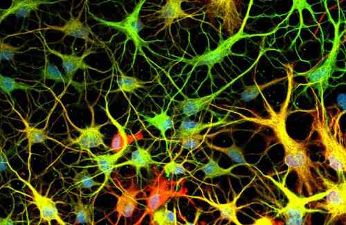 Clusters of green, yellow, red and orange vein-like figures with circles at their center.