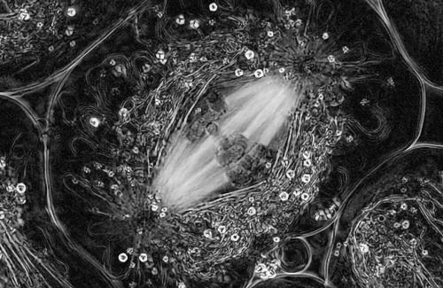 Black and white image of a cell with four bright strands being separated from either end of the cell as it divides.