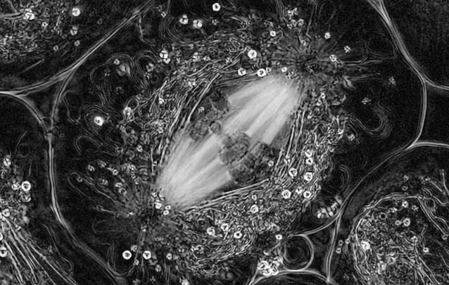 Black and white image of a cell with four bright strands being separated from either end of the cell as it divides.