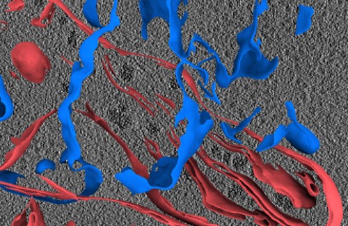 3D tomogram of a human umbilical vein endothelial cell (HUVEC) from Dataset 10176 after membrane annotations by MemBrain. Mitochondrial membranes are colored red, other vesicular membranes are colored blue.