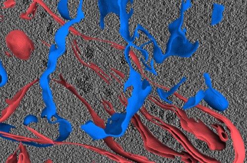 3D tomogram of a human umbilical vein endothelial cell (HUVEC) from Dataset 10176 after membrane annotations by MemBrain. Mitochondrial membranes are colored red, other vesicular membranes are colored blue.