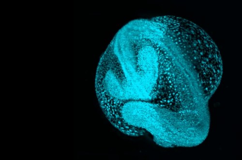 Zebrafish embryo