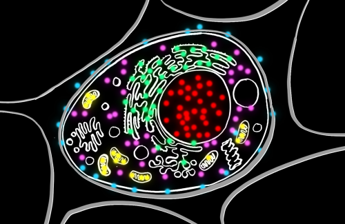 illustration of organelles in a cell