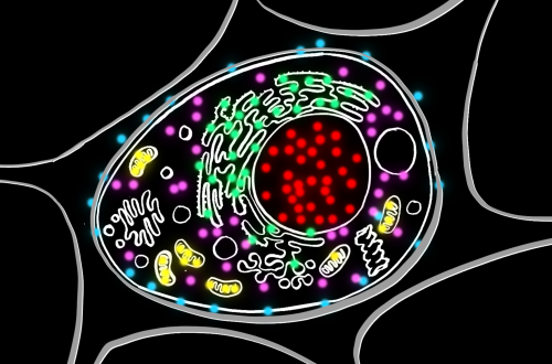 illustration of organelles in a cell