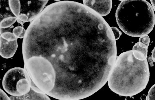 Single-cell biology represented by grayish bubbles of varying shapes on a black background.